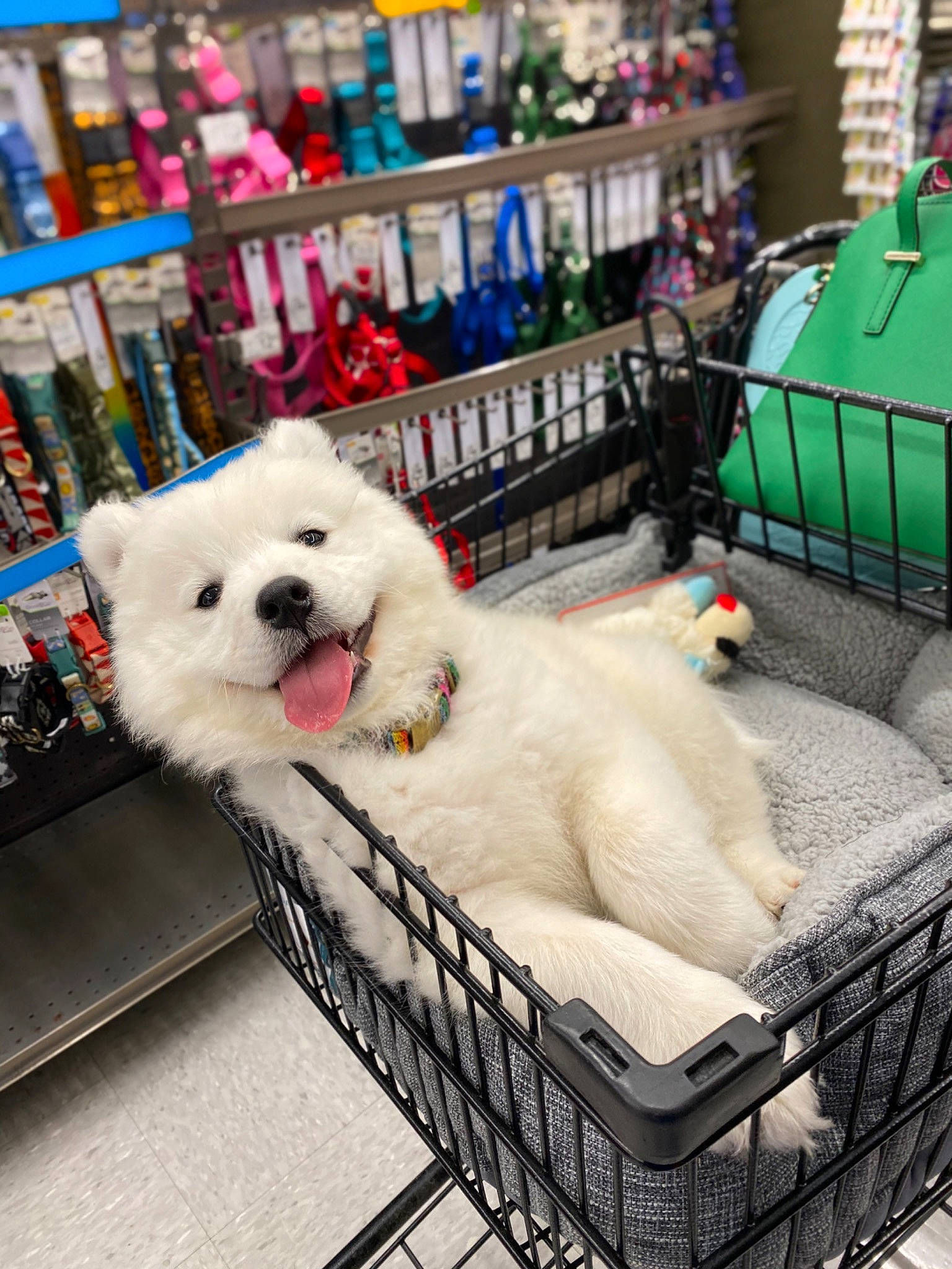 Juneau joined the competition — help win amazing prizes! canidae, carnivore, companion_dog, dog, dog_breed, fur, japanese_spitz, mammal, non_sporting_group, puppy, samoyed, sporting_group