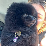 Romie participe au concours pour gagner de l'argent avec cette photo : dog, black_dog, fluffy, pet, animal, fur, close_up, indoor, person, human, sunglasses, light, sunlight, face, nose, ears, collar, tag, cute, companion