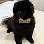 dog, pomeranian, puppy, black_fur, bow_tie, pet, cute, fluffy, indoor, bed, white_bedspread, animal, small_dog, sitting, fur, adorable, companion, domestic_animal, curious, cozy