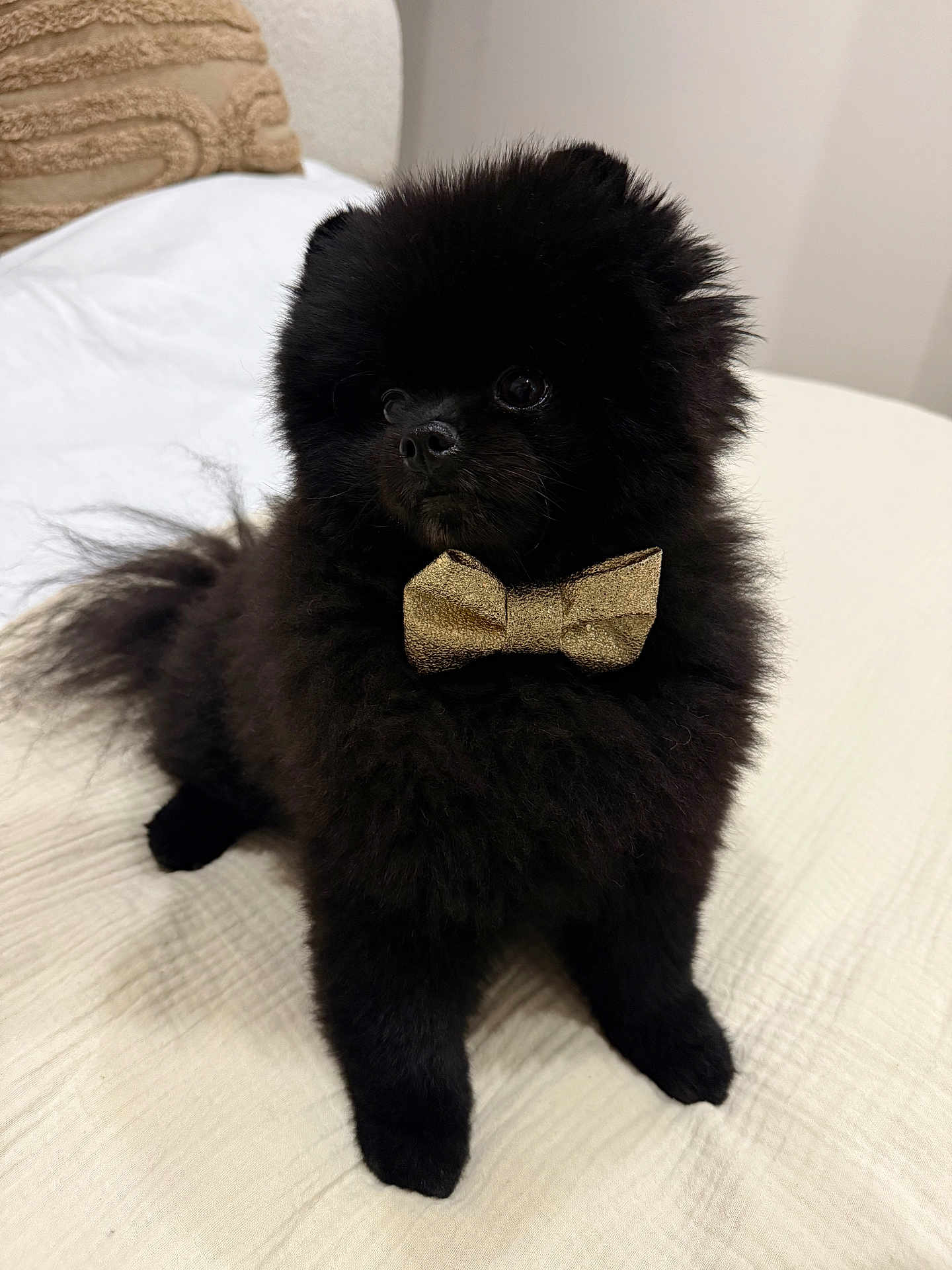 Romie a rejoint le concours — aidez-le/la à gagner de superbes lots ! dog, pomeranian, puppy, black_fur, bow_tie, pet, cute, fluffy, indoor, bed, white_bedspread, animal, small_dog, sitting, fur, adorable, companion, domestic_animal, curious, cozy