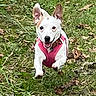 dog, running, grass, outdoor, pet, animal, happy, playful, canine, nature, leaf, brown_spot, white_fur, harness, energetic, ears_up, mouth_open, daytime, field, active