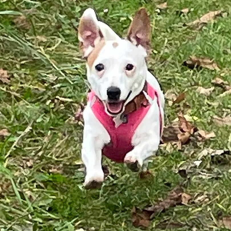 Rose a rejoint le concours — aidez-le/la à gagner de superbes lots ! dog, running, grass, outdoor, pet, animal, happy, playful, canine, nature, leaf, brown_spot, white_fur, harness, energetic, ears_up, mouth_open, daytime, field, active