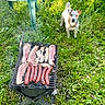 Rose a rejoint le concours — aidez-le/la à gagner de superbes lots ! dog, grass, barbecue, sausages, bacon, grill, greenery, plastic_chair, plate, fork, outdoor, daylight, pet, animal, summer, picnic, meat, food, nature, lawn