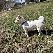 Rose a rejoint le concours — aidez-le/la à gagner de superbes lots ! dog, white_dog, grass, outdoor, sunlight, mountains, nature, animal, pet, collar, curled_tail, small_dog, alert, daytime, field, blurred_background, tree, house, sky, landscape