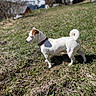 dog, white_dog, grass, outdoor, sunlight, mountains, nature, animal, pet, collar, curled_tail, small_dog, alert, daytime, field, blurred_background, tree, house, sky, landscape