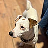 Rose participe au concours pour gagner de l'argent avec cette photo : dog, white_dog, brown_ear, black_nose, pet, animal, indoor, wooden_floor, collar, curious, alert, small_dog, companion, canine, domestic_animal, portrait, standing, short_fur, looking, closeup