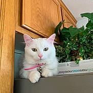 Luna is registered to the contest to win money with this photo: cat, white_cat, pet, animal, feline, indoor, collar, bell, plant, greenery, wooden_cabinet, fur, pink, domestic, resting, cute, looking, whiskers, ears, nose
