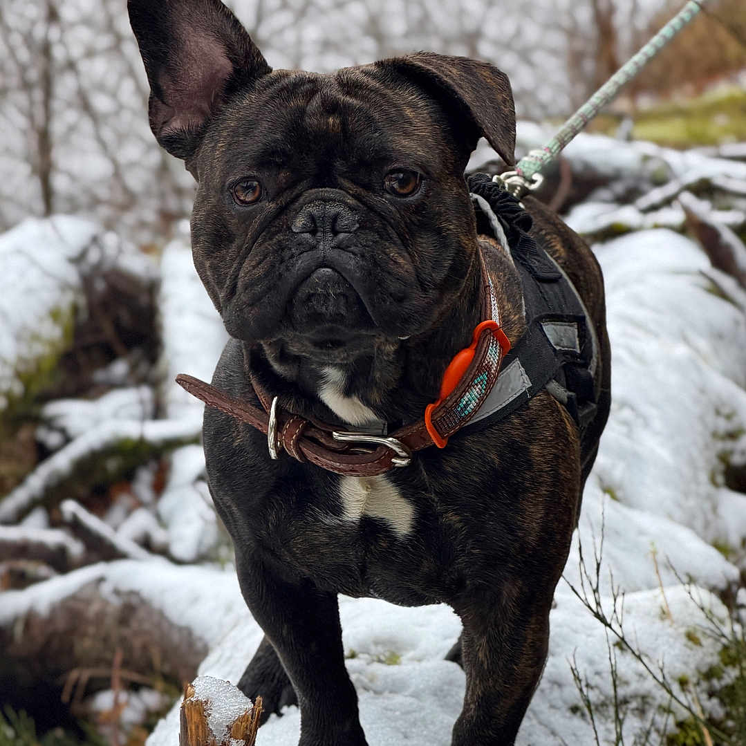 Sboubi participe au concours pour gagner de l'argent avec cette photo : dog, french_bulldog, snow, log, forest, leash, collar, outdoor, animal, pet, winter, nature, tree, branch, moss, walking, canine, fur, black_dog, background_blur