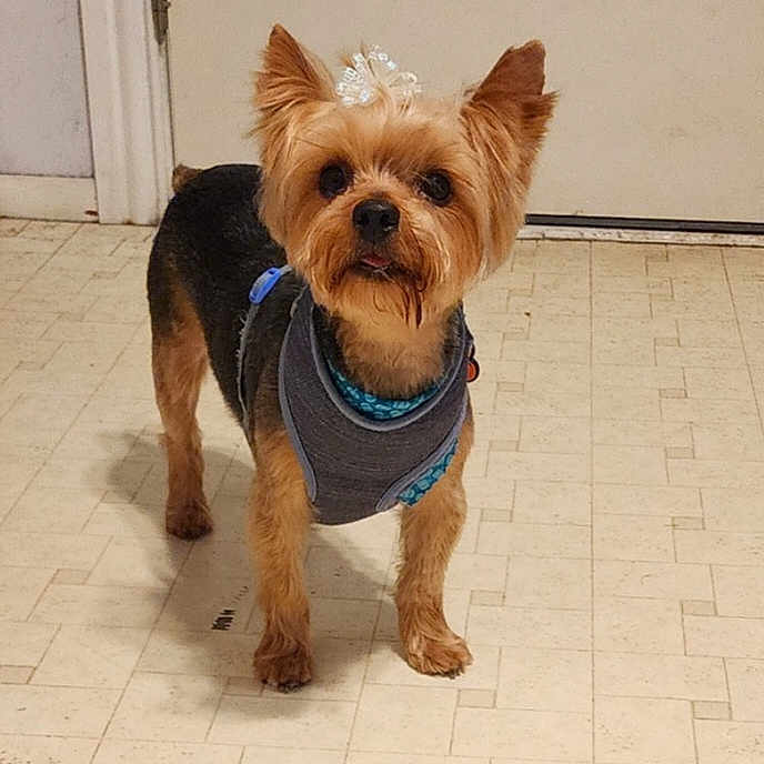 Ruby is registered to the contest to win money with this photo: alert, animal, bow, companion, cute, dog, domestic, door, ears, floor, fur, harness, indoor, looking, pet, portrait, small_dog, standing, tile_floor, yorkshire_terrier