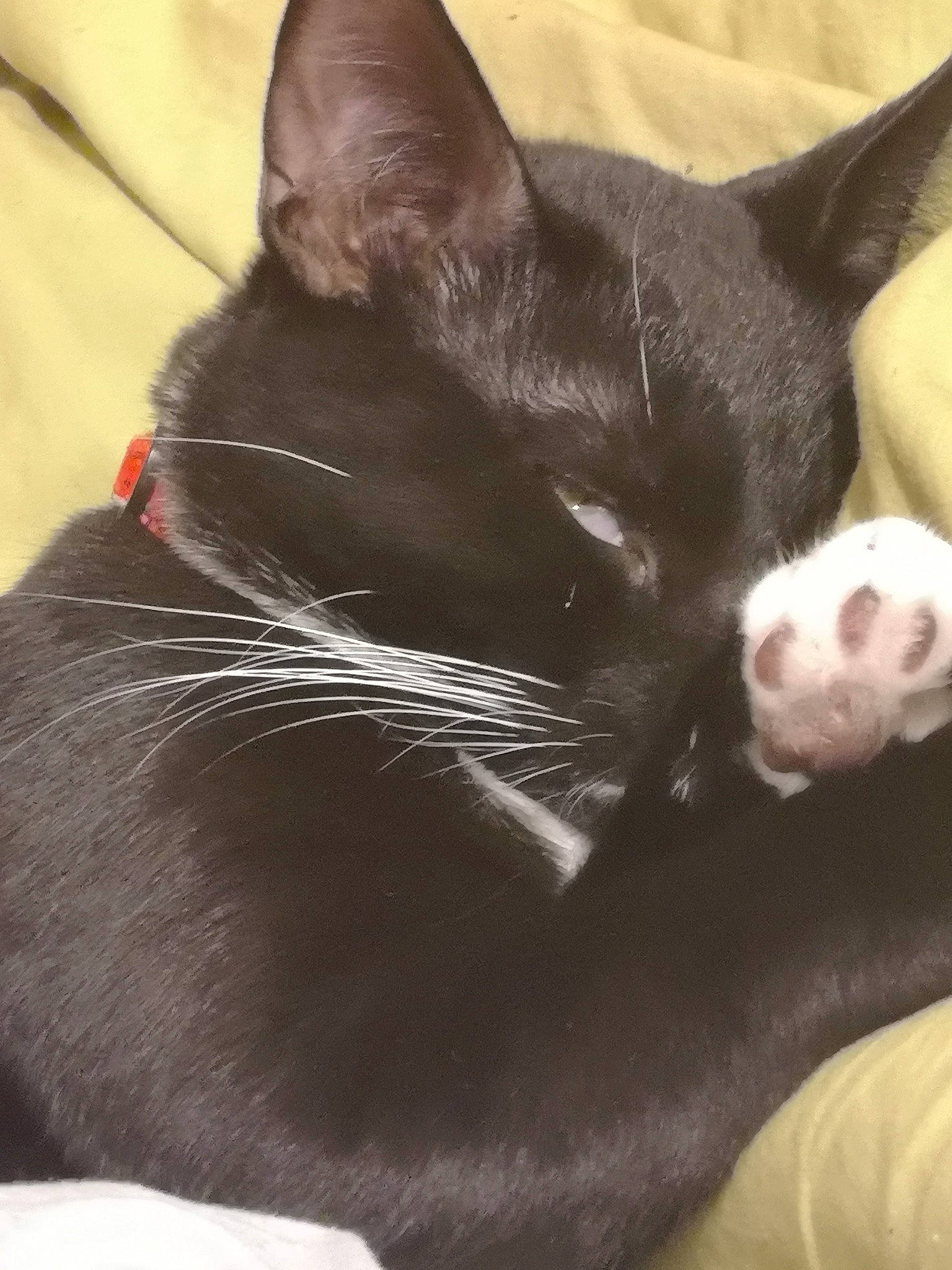 Anton joined the competition — help win amazing prizes! black_cat, bombay, carmine, carnivore, cat, claw, comfort, domestic_short_haired_cat, ear, felidae, fur, monochrome_photography, nap, paw, plant, small_to_medium_sized_cats, snout, tail, terrestrial_animal, whiskers