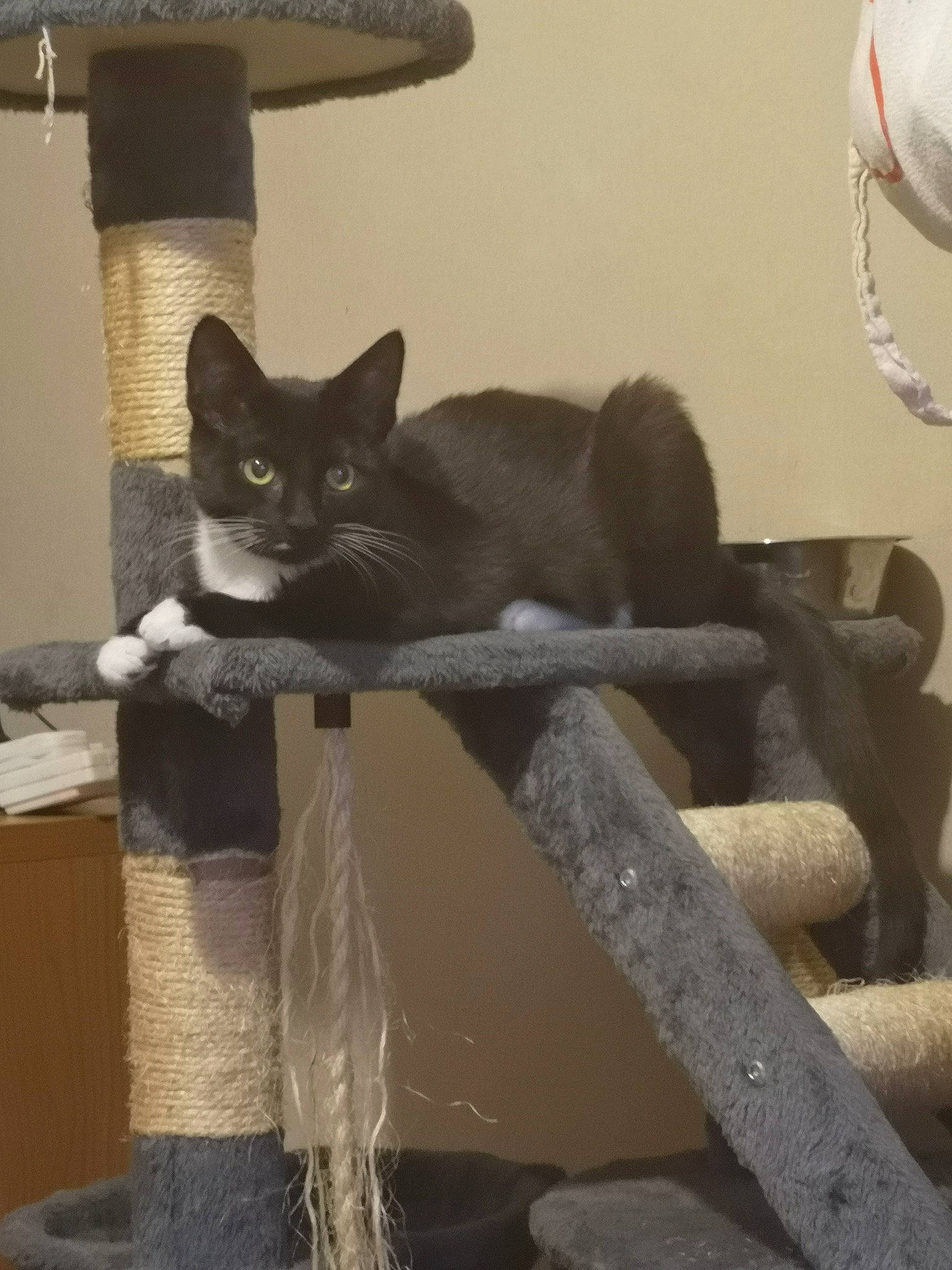 Anton joined the competition — help win amazing prizes! balloon, black_cat, bombay, carnivore, cat, cat_bed, cat_furniture, cat_supply, comfort, domestic_short_haired_cat, felidae, fur, grey, pet_supply, room, small_to_medium_sized_cats, stairs, tail, whiskers, wood