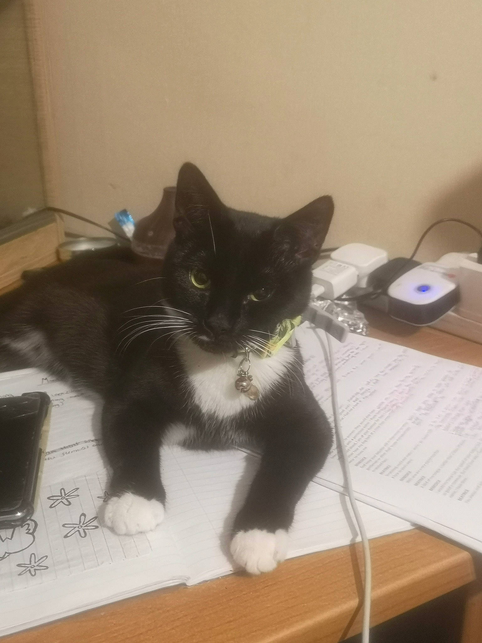 Anton joined the competition — help win amazing prizes! black_cat, box, carnivore, cat, claw, comfort, computer_keyboard, desk, domestic_short_haired_cat, electronic_device, felidae, flooring, fur, input_device, paw, small_to_medium_sized_cats, snout, table, tail, whiskers