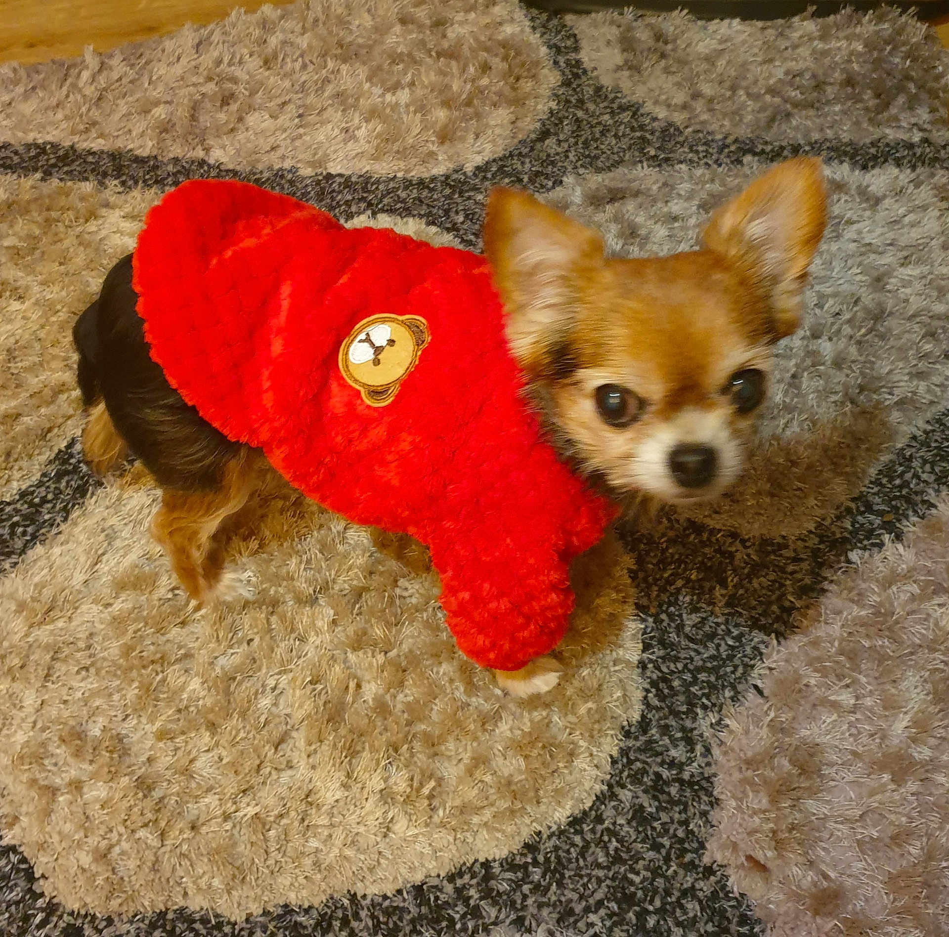 April is registered to the contest to win money with this photo: dog, small_dog, pet, red_jacket, fuzzy_clothing, carpet, floor, indoor, cute, animal, fur, ears, brown, black, white, looking, standing, patterned_carpet, toy_patch, companion