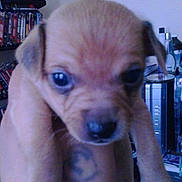 Lil Nano is registered to the contest to win money with this photo: animal, blue_eyes, blurred_background, brown_fur, close_up, cute, dog, domestic, face, fingers, hand, indoor, looking_at_camera, pet, puppy, sitting, small, tiny, young, young_animal