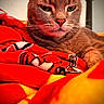 Boo-Dah is registered to the contest to win money with this photo: cat, brown_cat, feline, pet, animal, portrait, close_up, face, whiskers, ears, eyes, nose, fur, lying_down, blanket, red_blanket, cozy, indoor, bed, grumpy