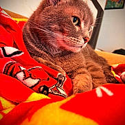 Boo-Dah joined the competition — help win amazing prizes! cat, gray_cat, pet, animal, feline, close_up, portrait, whiskers, green_eyes, fur, sitting, lying_down, relaxed, indoors, blanket, red_blanket, colorful, cozy, home, bed