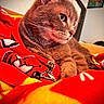 cat, gray_cat, pet, animal, feline, close_up, portrait, whiskers, green_eyes, fur, sitting, lying_down, relaxed, indoors, blanket, red_blanket, colorful, cozy, home, bed