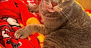 Boo-Dah joined the competition — help win amazing prizes! cat, gray_cat, pet, feline, animal, close_up, portrait, whiskers, green_eyes, folded_ears, paws, fur, lying_down, relaxed, blanket, red_blanket, indoors, cozy, couch, cute