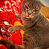 cat, gray_cat, pet, feline, animal, close_up, portrait, whiskers, green_eyes, folded_ears, paws, fur, lying_down, relaxed, blanket, red_blanket, indoors, cozy, couch, cute