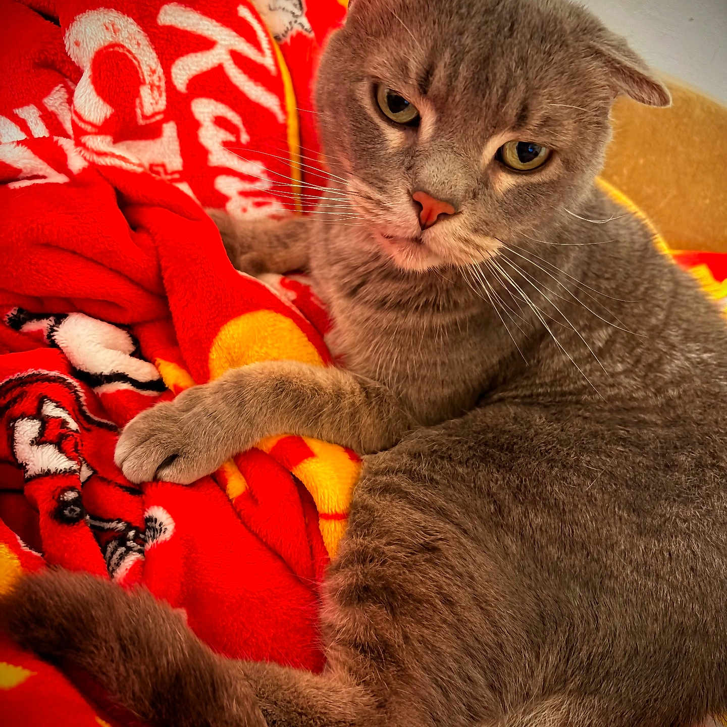 Boo-Dah joined the competition — help win amazing prizes! cat, gray_cat, pet, feline, animal, close_up, portrait, whiskers, green_eyes, folded_ears, paws, fur, lying_down, relaxed, blanket, red_blanket, indoors, cozy, couch, cute