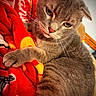 Boo-Dah joined the competition — help win amazing prizes! cat, gray_cat, feline, pet, animal, fur, whiskers, yellow_eyes, folded_ears, pink_nose, paws, sitting, lounging, close_up, portrait, blanket, red_blanket, indoors, cozy, judgmental_expression