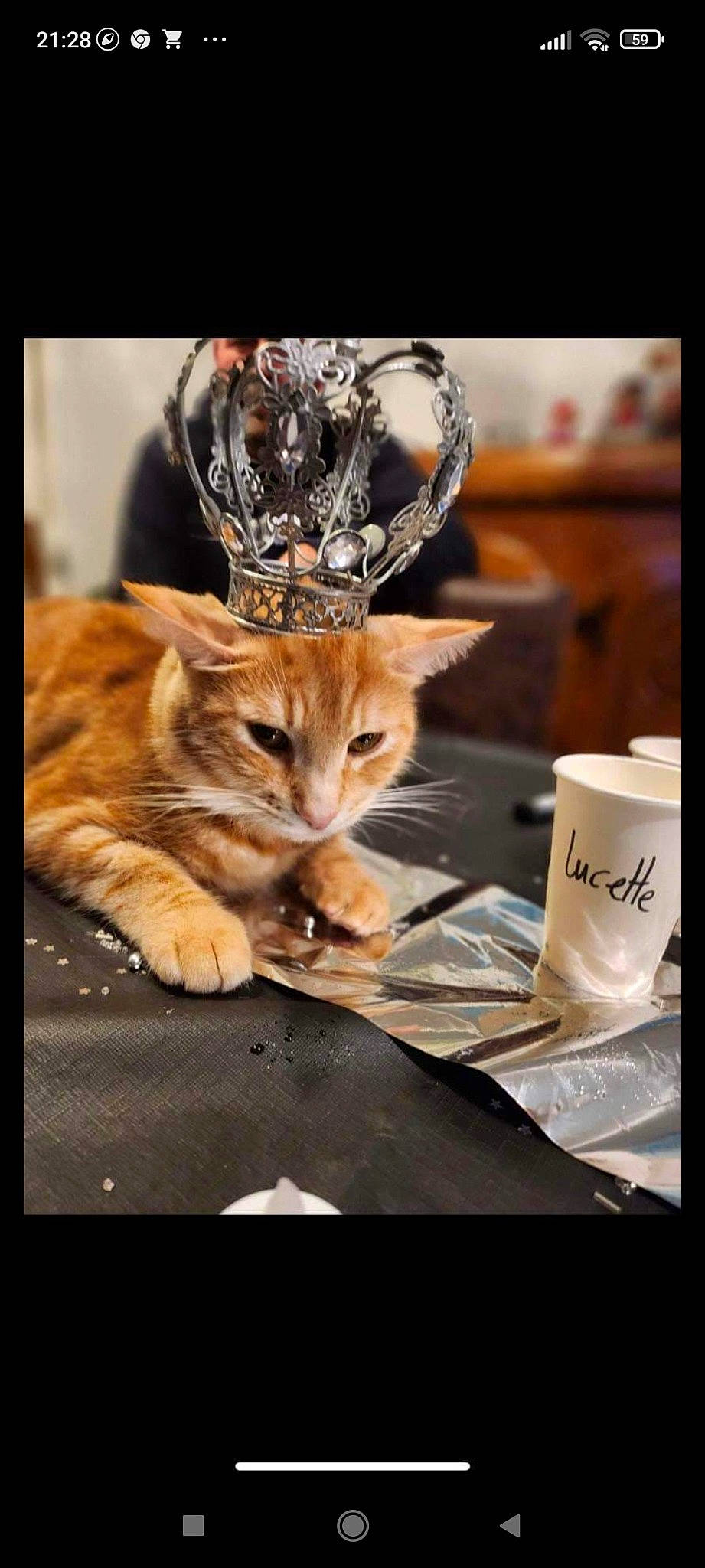 Pompom a rejoint le concours — aidez-le/la à gagner de superbes lots ! canidae, carnivore, cat, claw, domestic_short_haired_cat, event, felidae, font, fur, interior_design, linens, metal, paw, photo_caption, serveware, small_to_medium_sized_cats, still_life_photography, tail, whiskers, wood