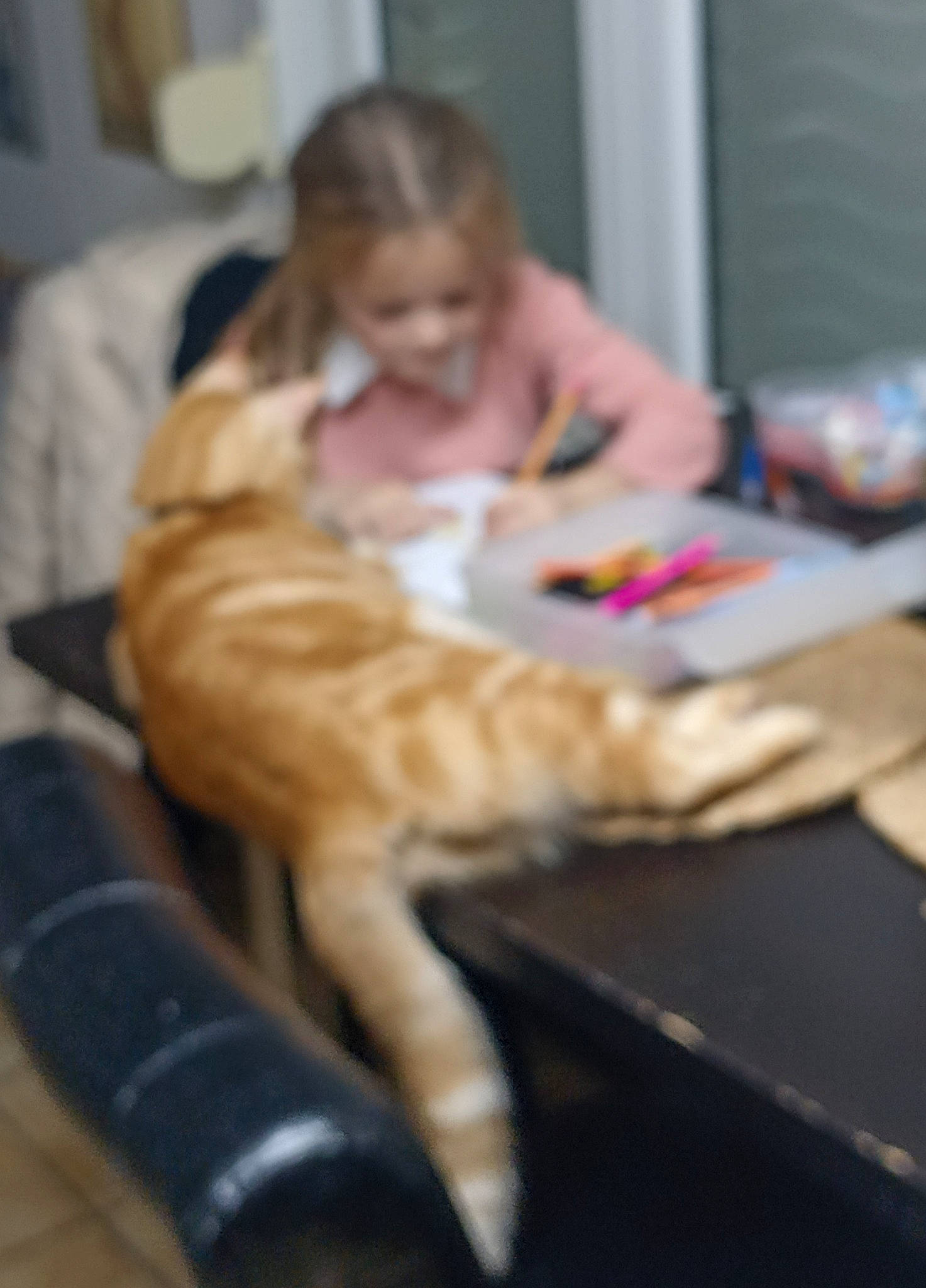 Pompom a rejoint le concours — aidez-le/la à gagner de superbes lots ! carnivore, cat, comfort, companion_dog, dog_breed, domestic_short_haired_cat, fawn, felidae, flooring, fur, hair, human_leg, lap, sitting, small_to_medium_sized_cats, tail, terrestrial_animal, thigh, whiskers, wood