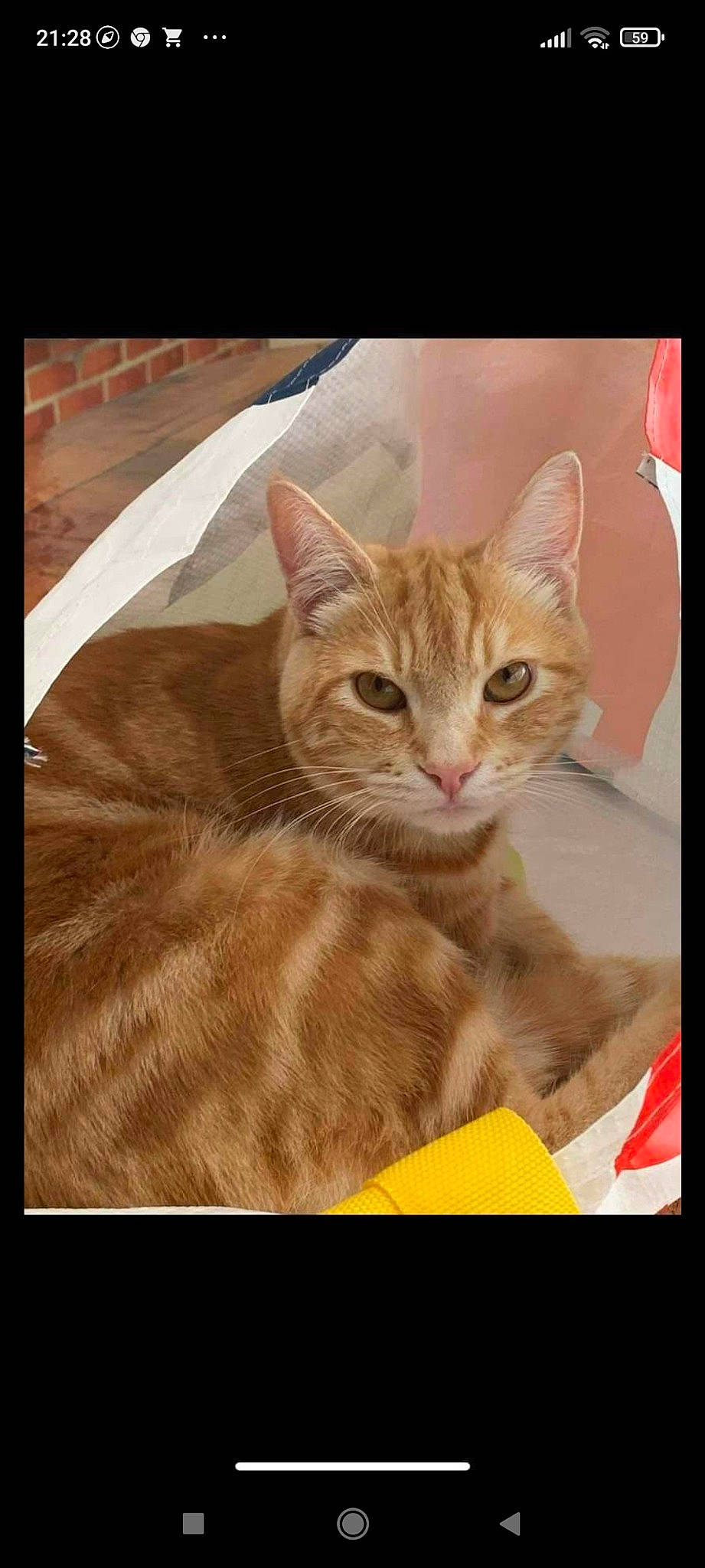 Pompom participe au concours pour gagner de l'argent avec cette photo : carnivore, cat, cat_supply, comfort, domestic_short_haired_cat, fawn, felidae, fur, paw, photo_caption, rectangle, sitting, small_to_medium_sized_cats, snout, tail, terrestrial_animal, whiskers, wildlife, window, wood