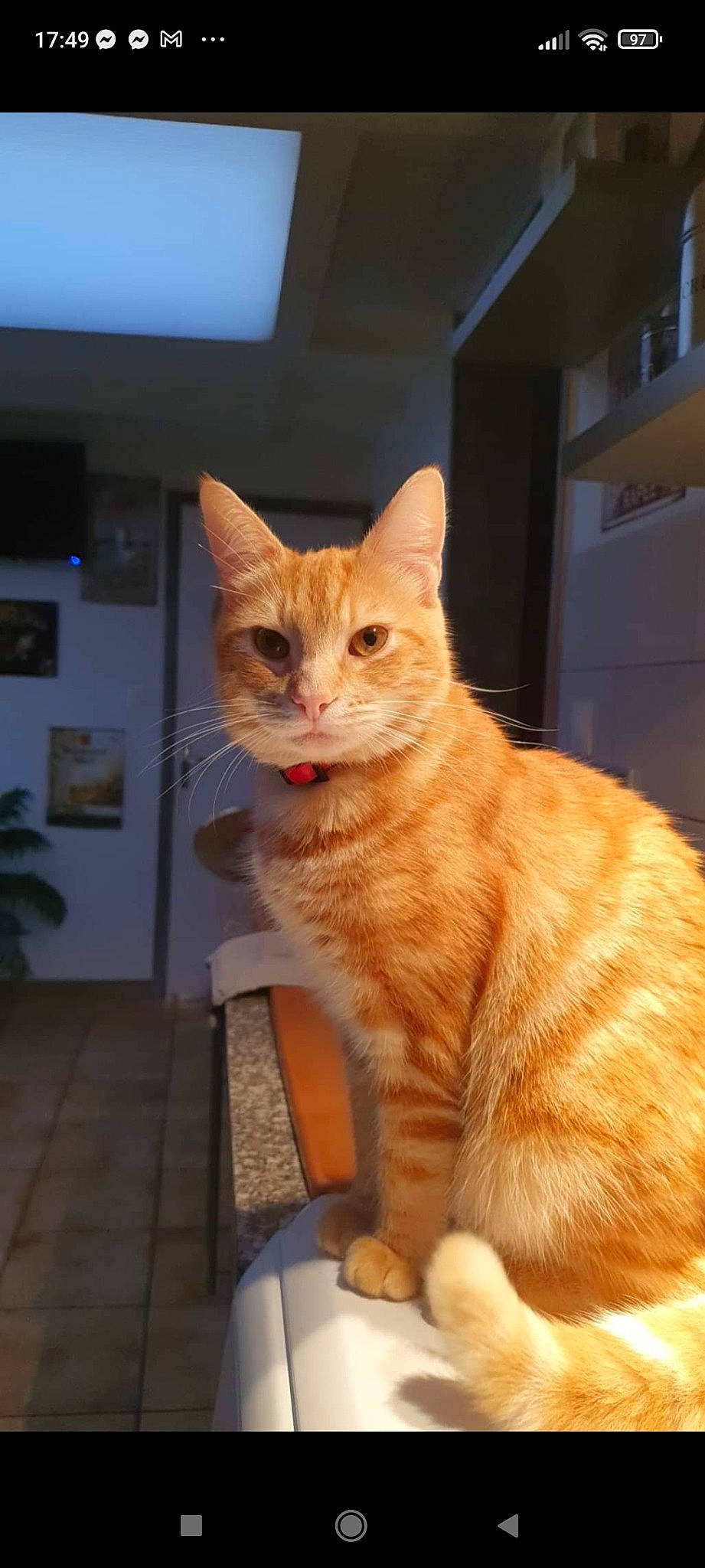 Pompom a rejoint le concours — aidez-le/la à gagner de superbes lots ! carnivore, cat, claw, domestic_short_haired_cat, fawn, felidae, flowerpot, fur, houseplant, paw, picture_frame, plant, small_to_medium_sized_cats, snout, tail, whiskers, window, wood