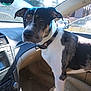 Cash is registered to the contest to win money with this photo: dog, pet, mixed_breed, car_interior, passenger_seat, dashboard, collar, window, side_mirror, sunlight, trees, looking_up, alert, short_hair, black_and_white_fur, paw, leather_seat, seatbelt, travel, daytime
