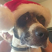 Cash is registered to the contest to win money with this photo: dog, santa_hat, pet, close_up, nose, whiskers, brown_and_white_fur, collar, indoor, ceiling, human_peek, portrait, eyes, fur, holiday, festive, watermark, canine, hat_pom, closeup