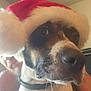 dog, santa_hat, pet, close_up, nose, whiskers, brown_and_white_fur, collar, indoor, ceiling, human_peek, portrait, eyes, fur, holiday, festive, watermark, canine, hat_pom, closeup