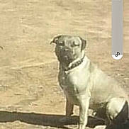 Doggee Leigh Law is registered to the contest to win money with this photo: alone, animal, blurry, brown, canine, collar, daylight, dirt, dog, earth, ground, outdoor, pet, phone_screenshot, portrait, shadow, sitting, still, sunlight, watching