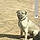 Doggee Leigh Law