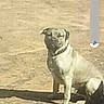 alone, animal, blurry, brown, canine, collar, daylight, dirt, dog, earth, ground, outdoor, pet, phone_screenshot, portrait, shadow, sitting, still, sunlight, watching