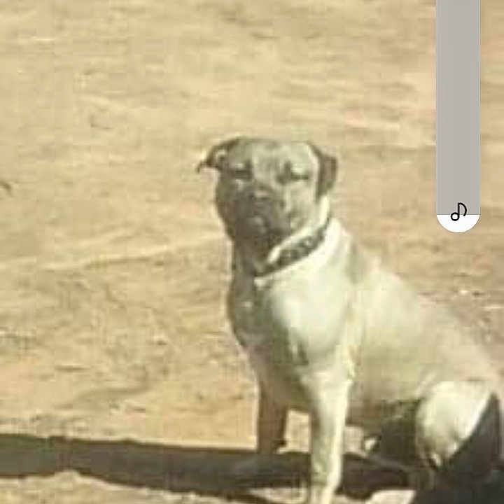 Doggee Leigh Law