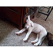 Petite Leigh Law joined the competition — help win amazing prizes! dog, puppy, white_dog, lying_down, sleepy, carpet, indoor, home, furniture, cabinet, chair, floor, pet, animal, cute, floppy_ears, paws, gallery_screenshot, phone_interface, portrait