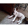 dog, puppy, white_dog, lying_down, sleepy, carpet, indoor, home, furniture, cabinet, chair, floor, pet, animal, cute, floppy_ears, paws, gallery_screenshot, phone_interface, portrait