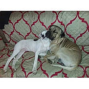 Doggee And Petite joined the competition — help win amazing prizes! dogs, puppy, canine, cuddling, sleeping, lying_down, couch, sofa, blanket, patterned_fabric, indoor, home, pets, animal_companionship, brown_dog, white_dog, relaxed, snuggling, photograph, phone_screenshot