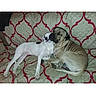 dogs, puppy, canine, cuddling, sleeping, lying_down, couch, sofa, blanket, patterned_fabric, indoor, home, pets, animal_companionship, brown_dog, white_dog, relaxed, snuggling, photograph, phone_screenshot