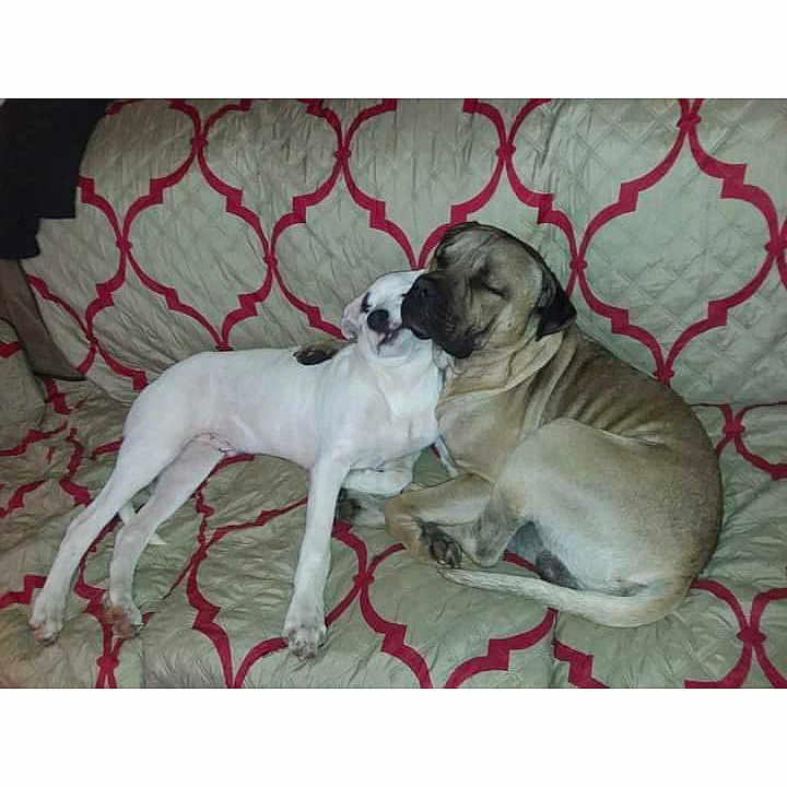 Doggee And Petite joined the competition — help win amazing prizes! dogs, puppy, canine, cuddling, sleeping, lying_down, couch, sofa, blanket, patterned_fabric, indoor, home, pets, animal_companionship, brown_dog, white_dog, relaxed, snuggling, photograph, phone_screenshot