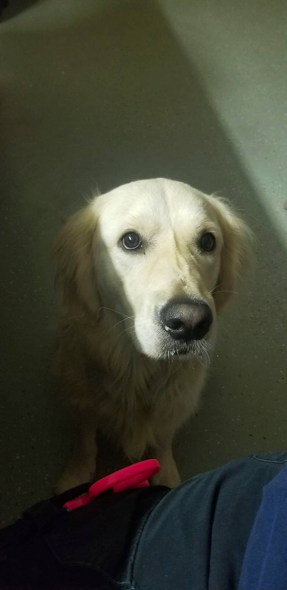 Harvey is registered to the contest to win money with this photo: ball, canidae, carnivore, companion_dog, dog, dog_breed, fur, small_greek_domestic_dog, snout, sporting_group, sports_equipment, whiskers