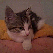 Chanel participe au concours pour gagner de l'argent avec cette photo :