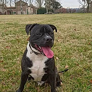 Blacky a rejoint le concours — aidez-le/la à gagner de superbes lots ! dog, black_dog, white_chest, tongue_out, grass, field, outdoor, trees, leafless_trees, overcast_sky, collar, pet, sitting, happy, playful, nature, canine, animal, summer, park