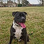 dog, black_dog, white_chest, tongue_out, grass, field, outdoor, trees, leafless_trees, overcast_sky, collar, pet, sitting, happy, playful, nature, canine, animal, summer, park
