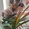 Zyna participe au concours pour gagner de l'argent avec cette photo : abyssinian, animal, cat, kitten, leaf, manx, pet, plant, pottedplant, siamese