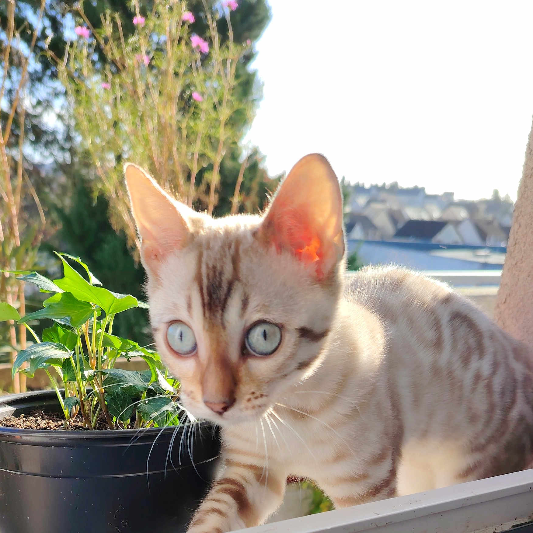 Zyna participe au concours pour gagner de l'argent avec cette photo : animal, cat, cookware, flower, geranium, herbal, herbs, jar, kitten, leaf, manx, pet, plant, planter, pot, pottedplant, pottery, soil, tree, vase