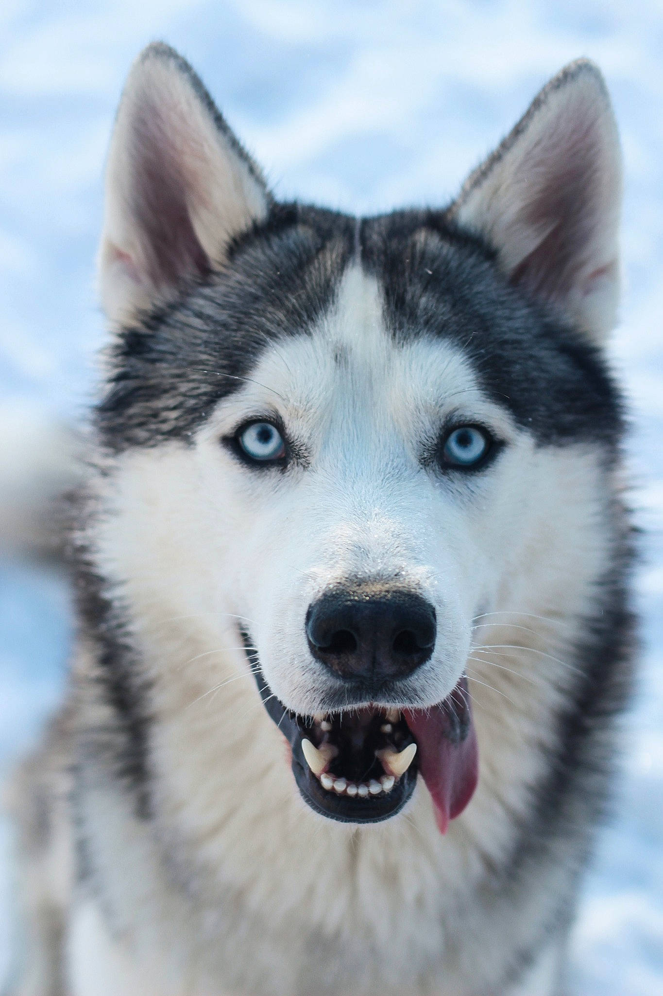 Oreo is registered to the contest to win money with this photo: alaskan_malamute, canadian_eskimo_dog, canidae, carnivore, dog, dog_breed, east_siberian_laika, greenland_dog, jamthund, mammal, native_american_indian_dog, northern_inuit_dog, saarloos_wolfdog, sakhalin_husky, siberian_husky, sled_dog, tamaskan_dog, vertebrate, west_siberian_laika, wolfdog