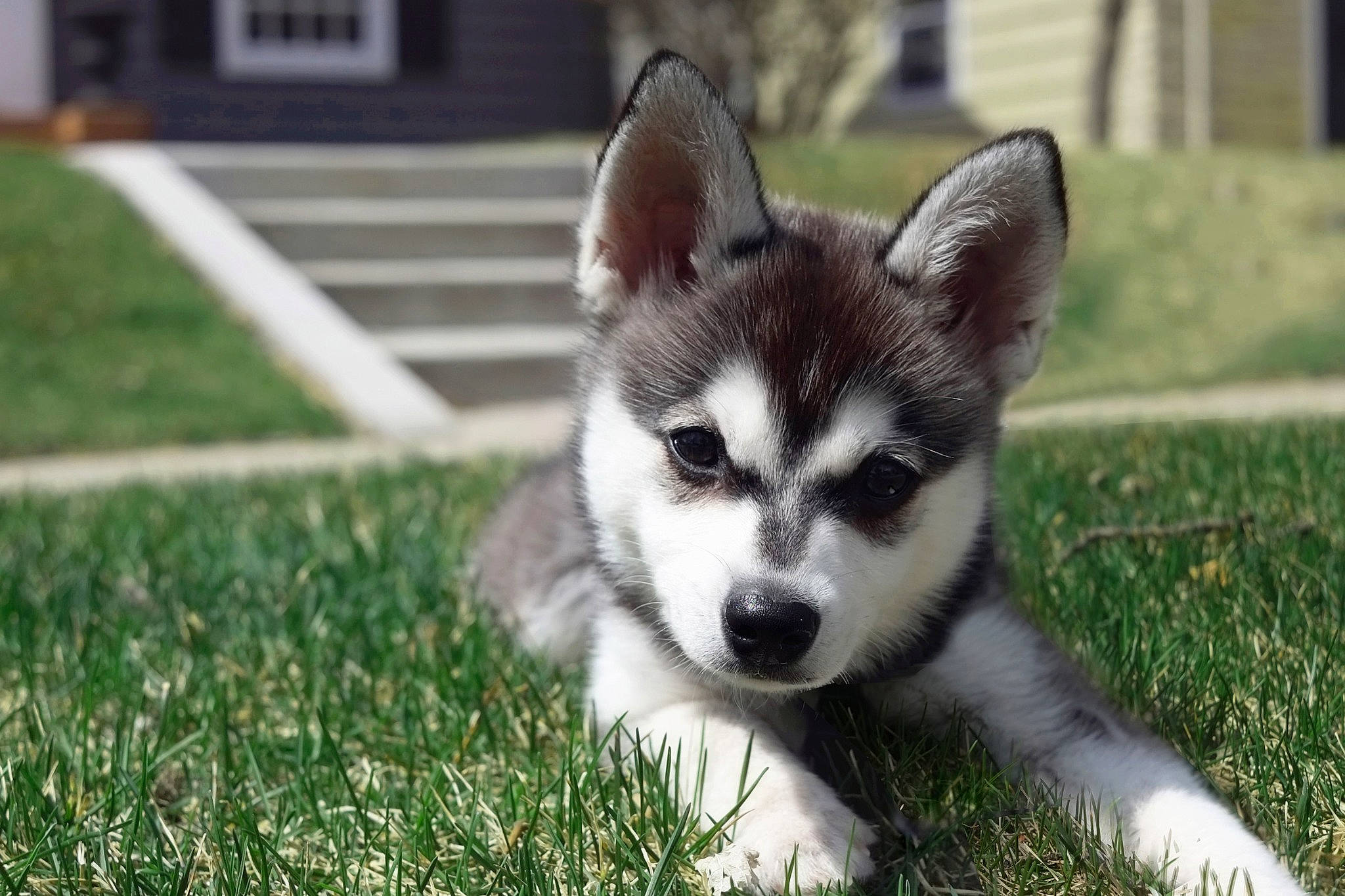 Stormy is registered to the contest to win money with this photo: alaskan_klee_kai, alaskan_malamute, canadian_eskimo_dog, canidae, carnivore, dog, dog_breed, grass, mammal, miniature_siberian_husky, native_american_indian_dog, northern_inuit_dog, puppy, saarloos_wolfdog, sakhalin_husky, siberian_husky, sled_dog, tamaskan_dog, vertebrate, wolfdog