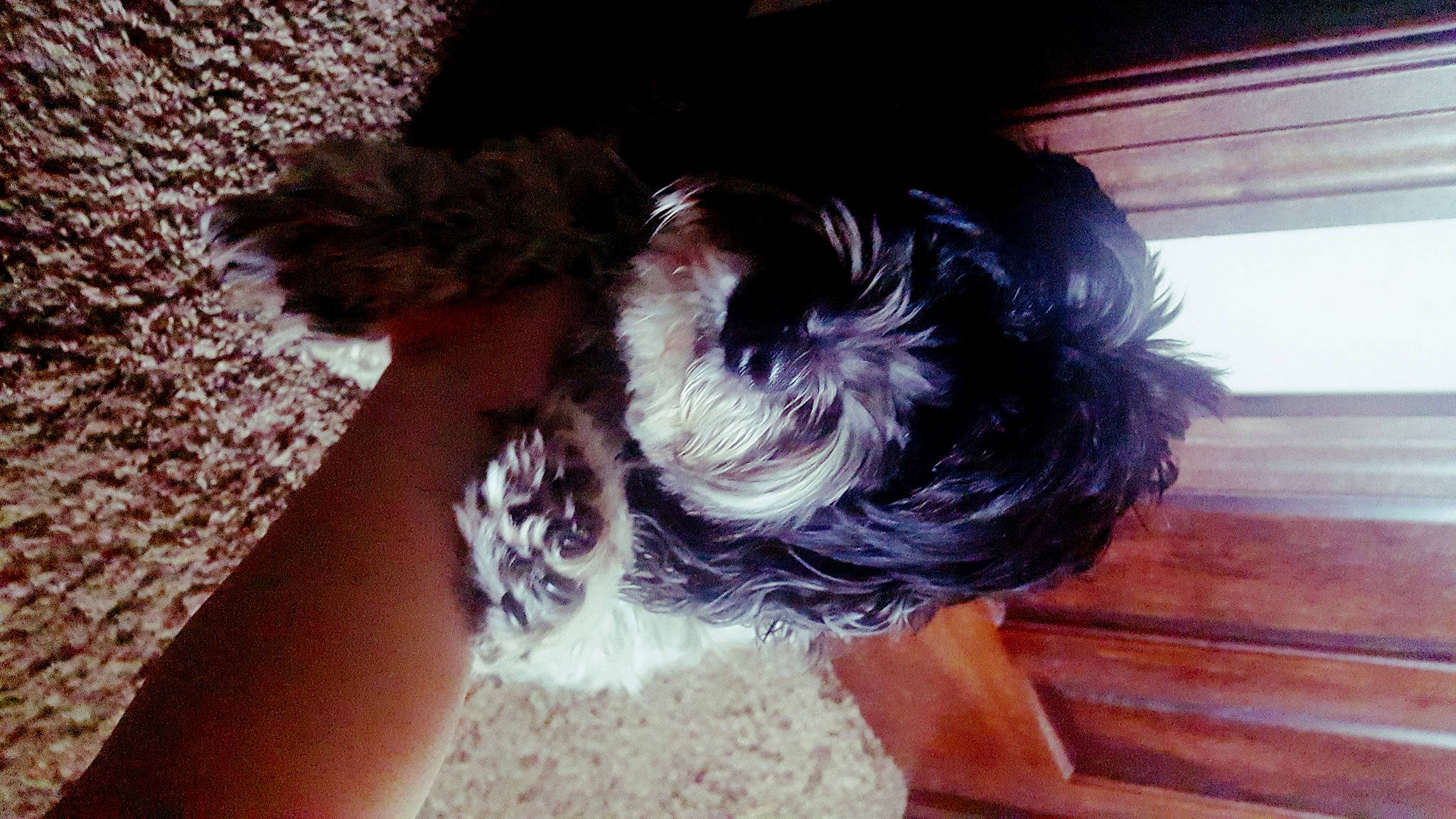 Maddie is registered to the contest to win money with this photo: affenpinscher, bolonka, canidae, carnivore, companion_dog, dog, dog_breed, ear, fawn, fur, hair, miniature_schnauzer, non_sporting_group, puppy, schnauzer, schnoodle, shih_tzu, toy_dog